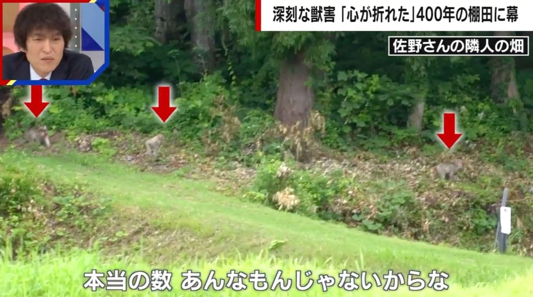 深刻な獣害…作業時間は平地の3倍「もう無理」400年続いた棚田に幕…「美しい風景」美談では片づけられない日本農業のリアル