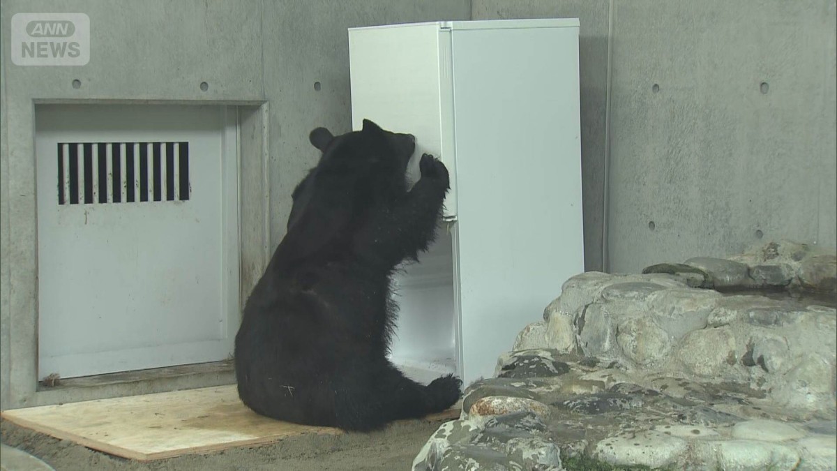 冷蔵庫開ける”クマまで出没 どれだけ賢い？“クマの知能”を独自検証