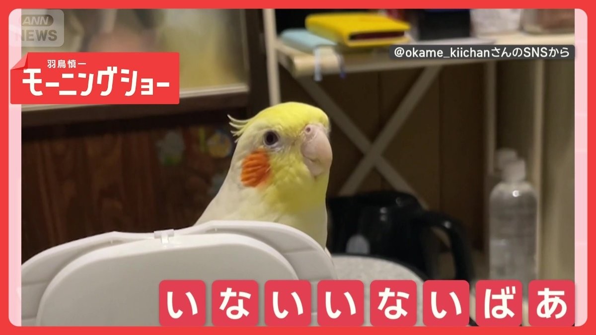 「いないいないばあ！」　ヒョイと顔を出すオカメインコさん　遊んでいるのかな？