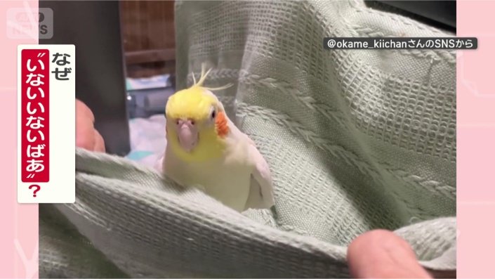 なぜ「いないいないばあ」するの?