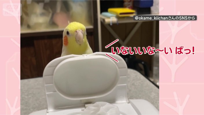 ばっ!