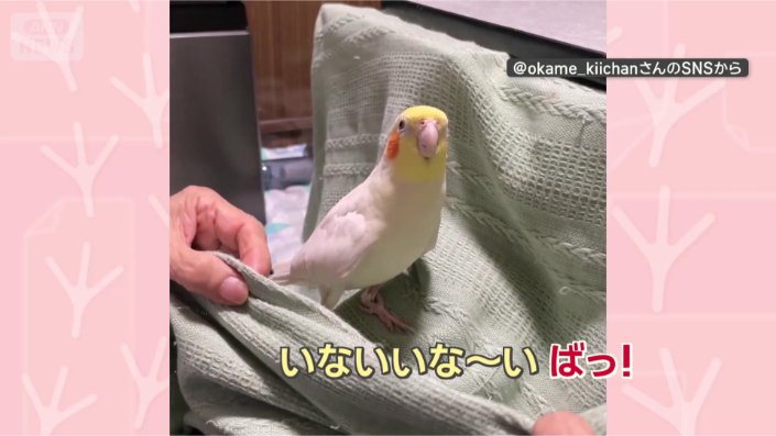 ばっ!