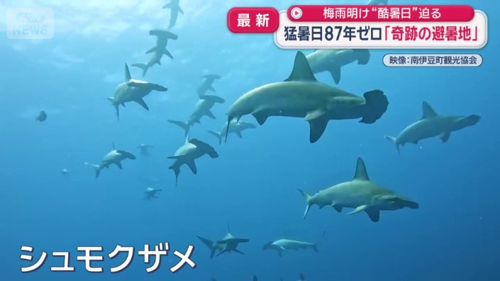 シュモクザメ