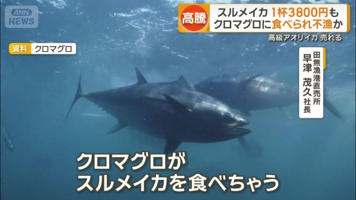 「クロマグロがスルメイカを食べる」
