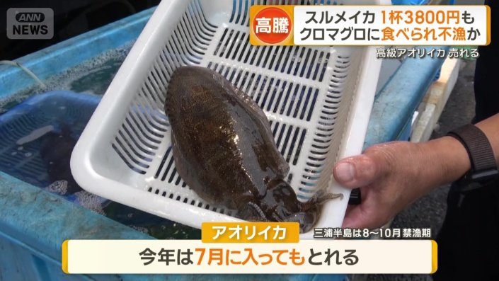アオリイカ