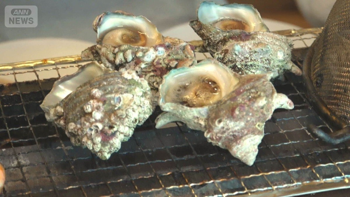 夏の味覚サザエが不漁　福井・若狭では水揚げ3分の1　海水温上昇でエサの海藻減る