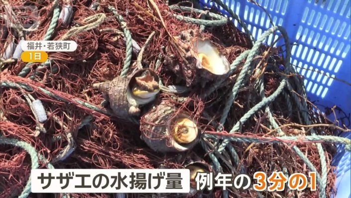 水揚げ量は例年の3分の1