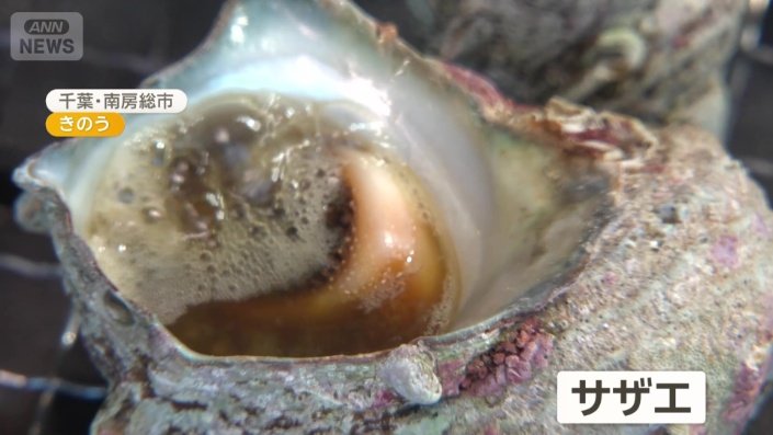 人気のサザエ