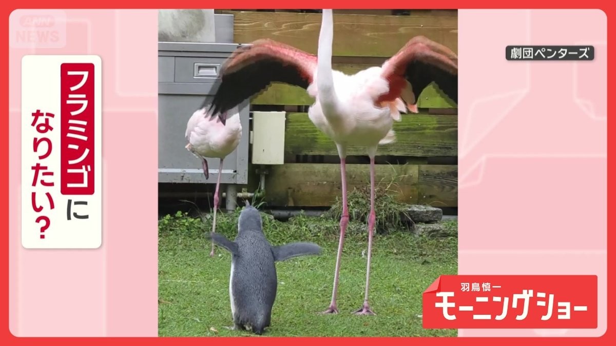 同じ動き！翼を広げて片足立ちも　マネするペンギンさん　フラミンゴになりたいの？