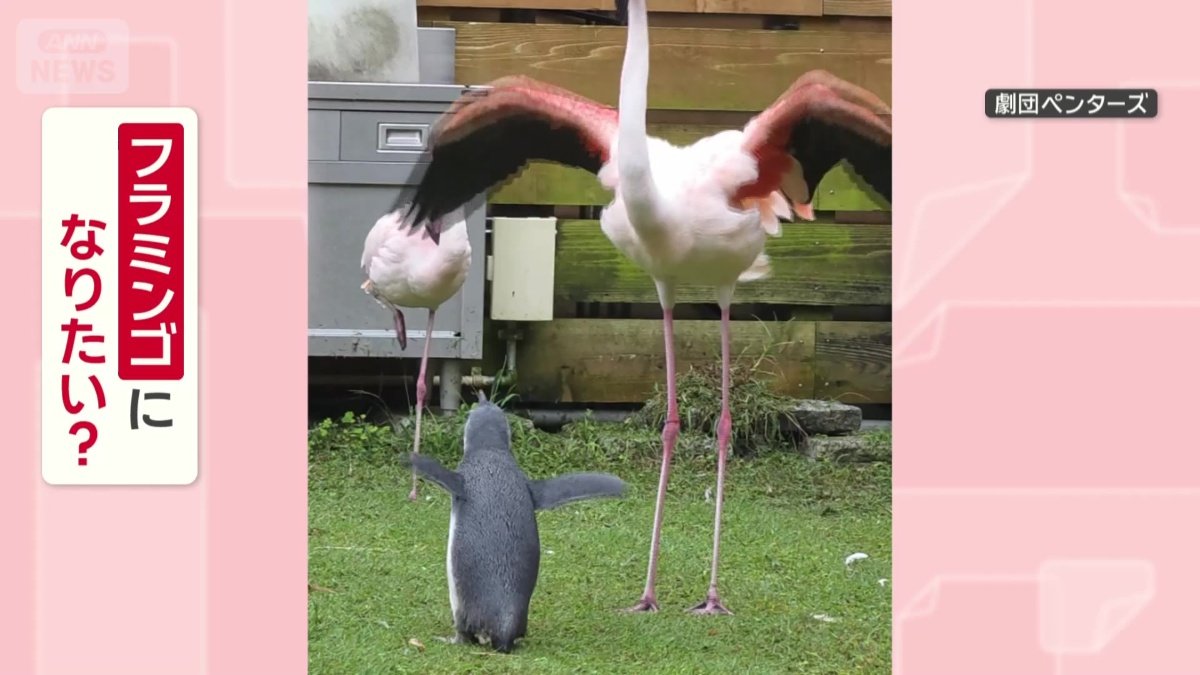 フラミンゴになりたいの？
