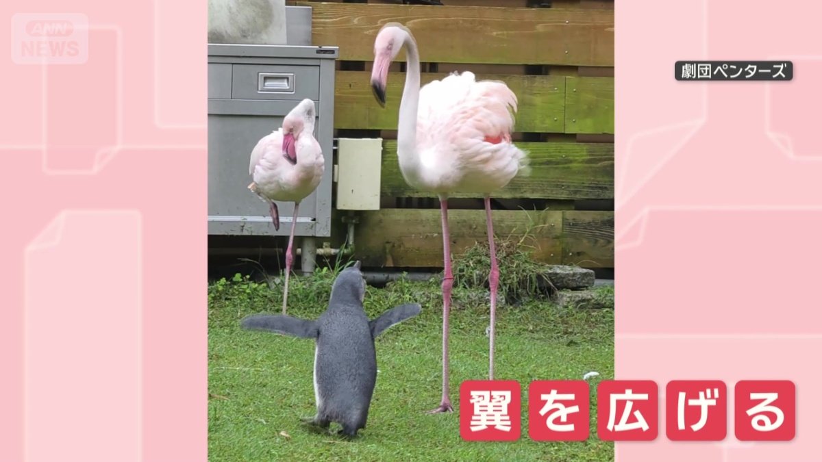 フラミンゴのマネ？翼を広げる