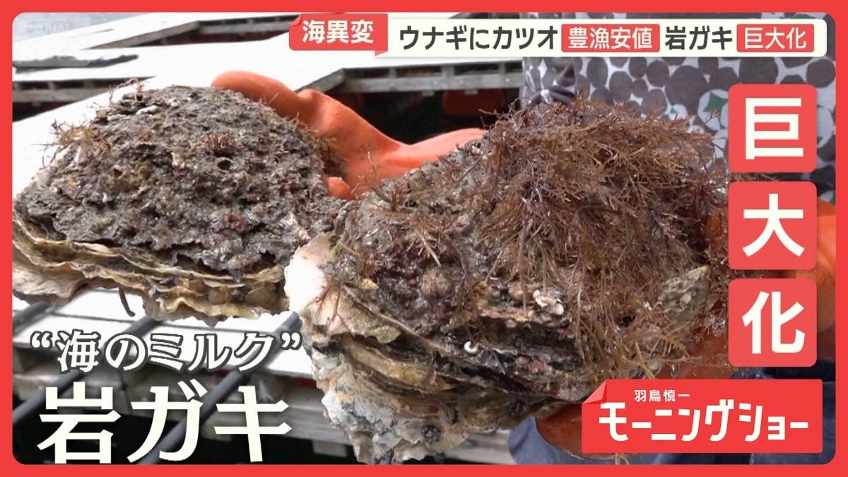 ウナギやカツオ豊漁で安値　旬の岩ガキ巨大化　海の幸に相次ぐ異変　黒潮大蛇行が終息