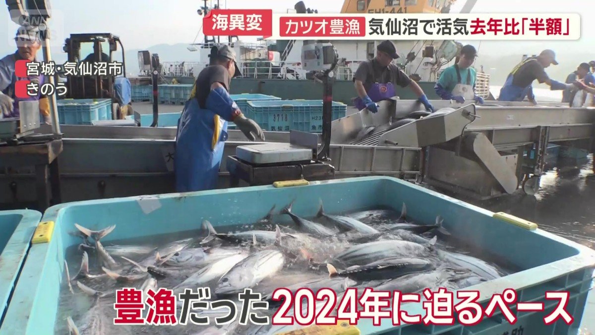 去年の同時期と比べ約8倍の水揚げ量を記録