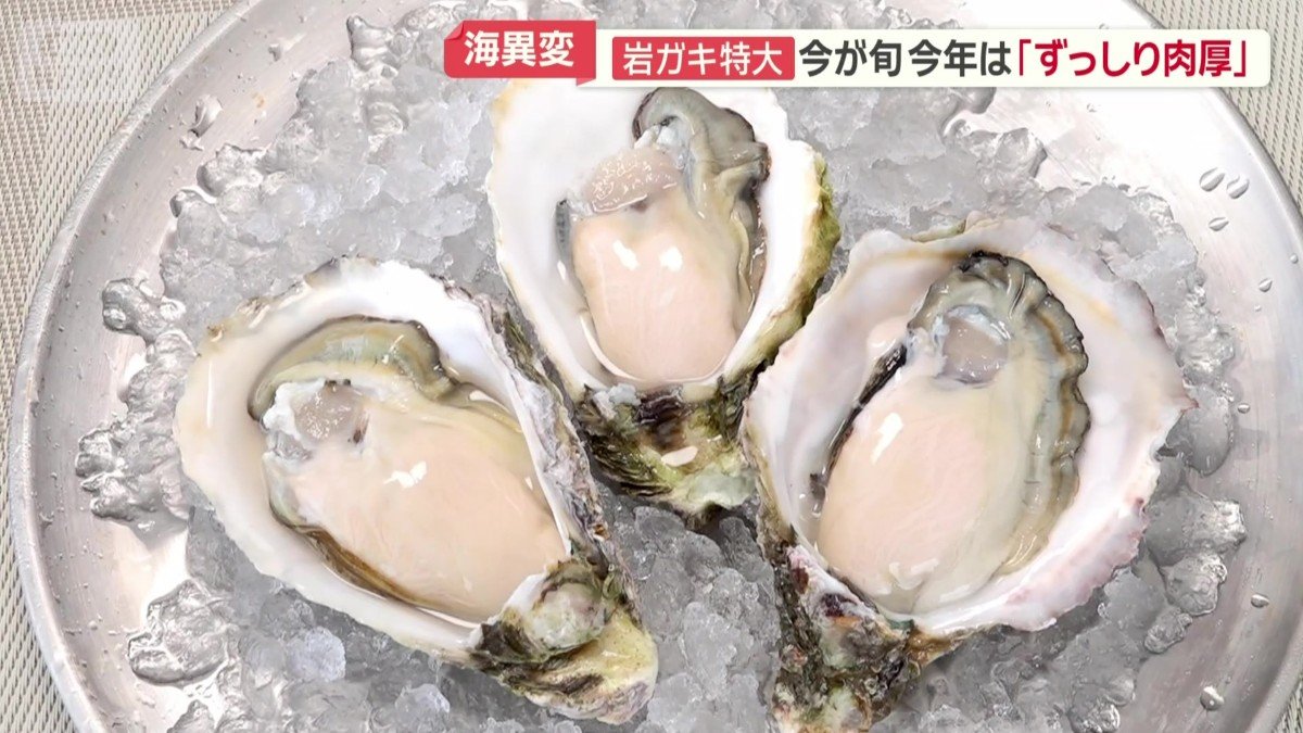 「海のミルク」岩ガキ