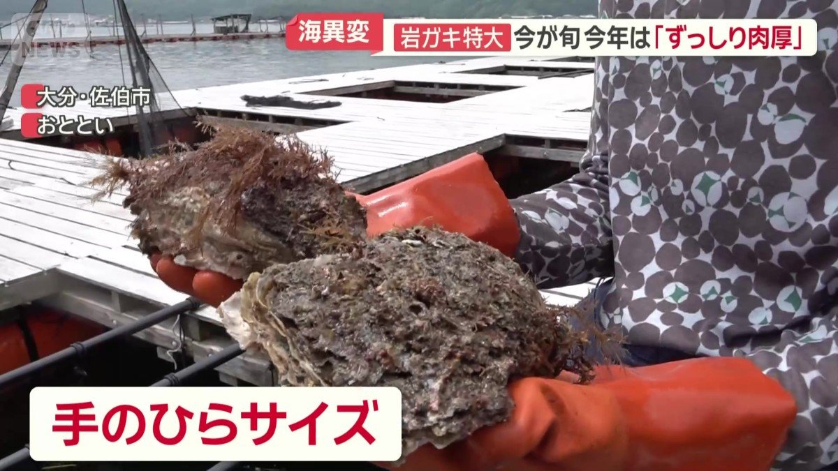 手のひらサイズにまで成長