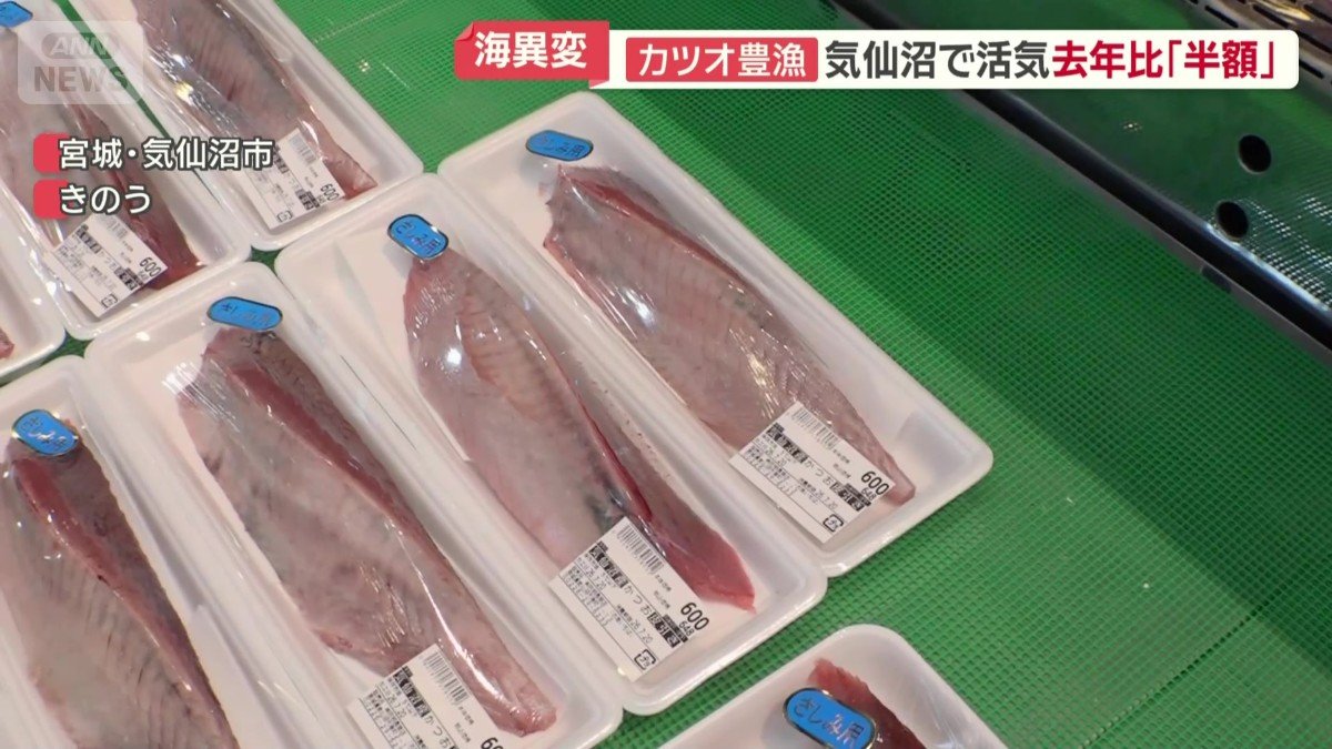 今年のカツオ購入に太鼓判
