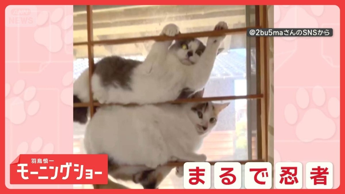 まるで忍者！？　障子の枠にピタッ…微動だにせず　隠れるのがじょうずなネコちゃん
