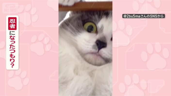 忍者のつもりなの?