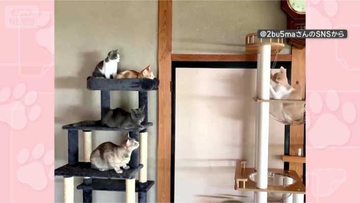 高いところ好き