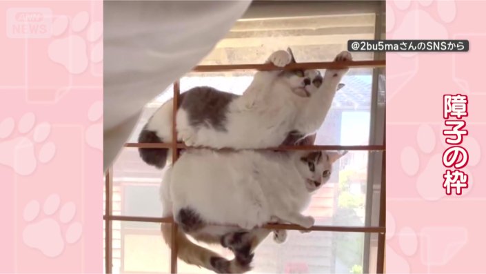 あっ!見つかった