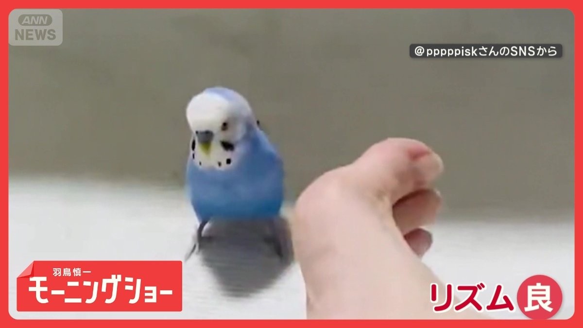 あっち向いて…ホイ！？　“逆シンクロ”飼い主の足と逆向きに動くインコさん　なぜ？