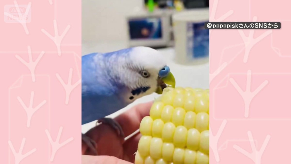 おやつのトウモロコシを食べる