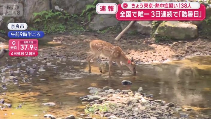 水を浴びて暑さをしのぐ奈良のシカ