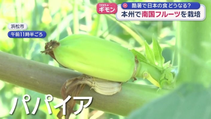 パパイア