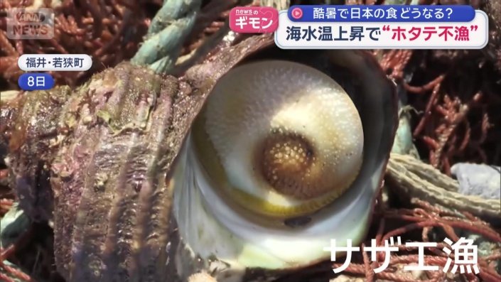 サザエ漁にも影響が