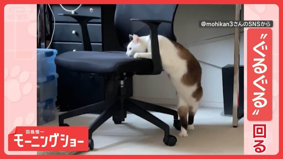 椅子を使って“ぐるぐる”するネコちゃん　逆回転もしちゃうニャン　なぜ回ってるの？