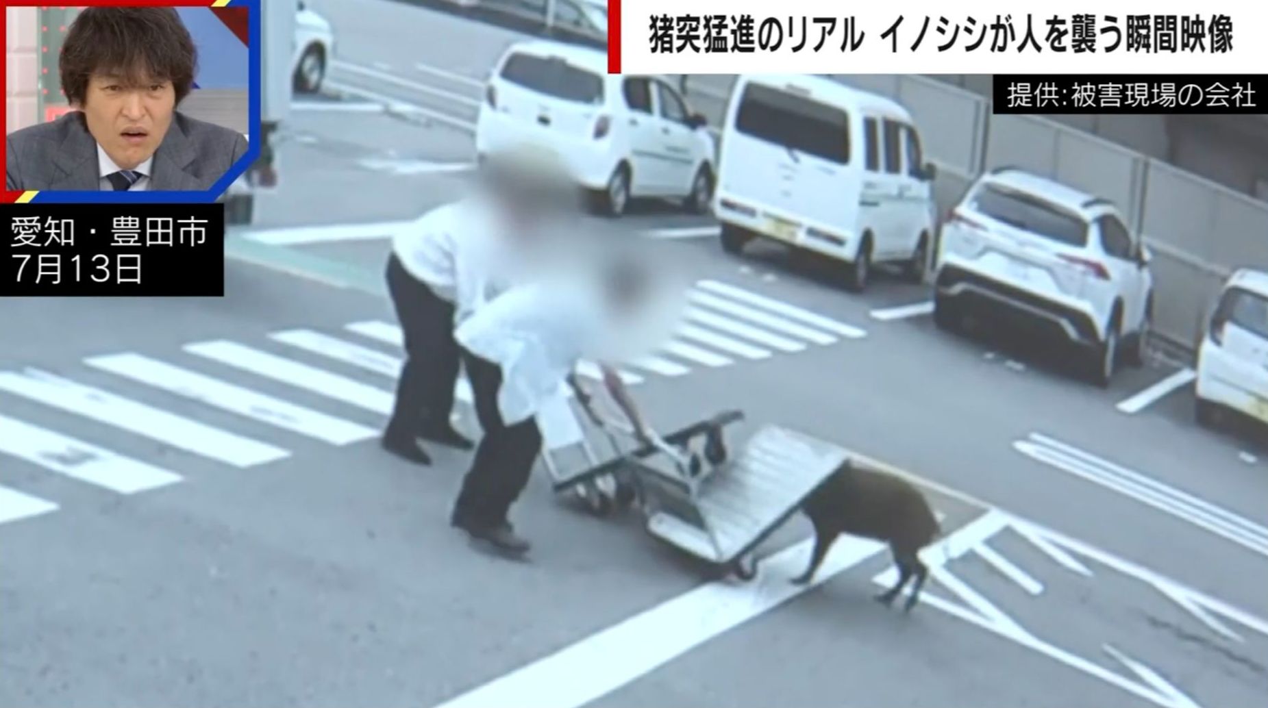 イノシシが男性目がけて突進…カメラが捉えた“猪突猛進”の瞬間 台車2台で応戦した緊迫の一部始終