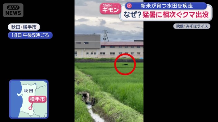 田んぼのあぜ道を駆け抜けるクマ
