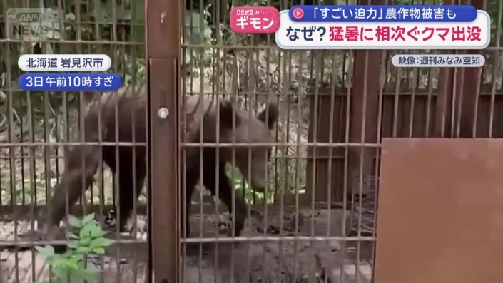 体長1メートルほどの子グマ