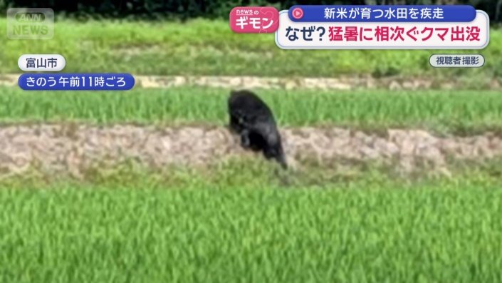 富山でも田んぼに現れたクマ