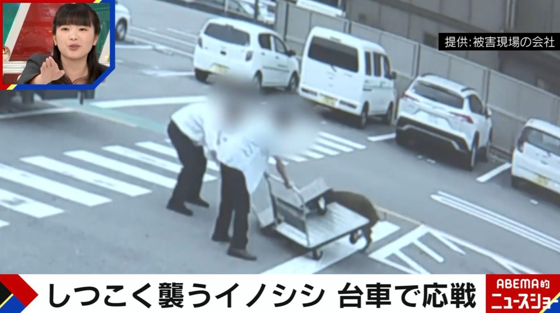 イノシシの視力は「人間で言うと0.1くらい」？遭遇した際の“身を守る手段”