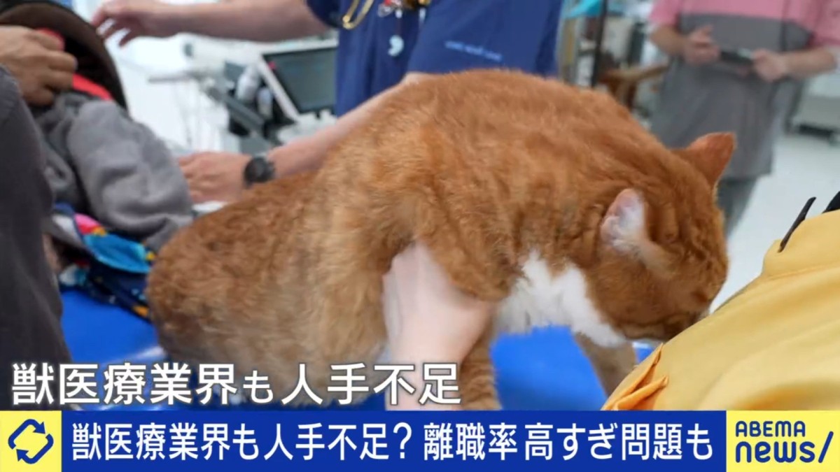 「動物病院は圧倒的な人手不足」現役獣医師が語る現状 新人も次々に離職…命に対する向き合い方に飼い主とギャップも 15歳未満の子どもより多いペット数