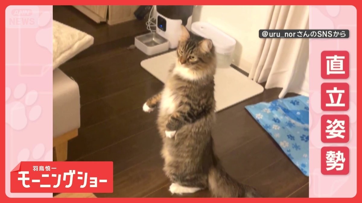 もう猫背はやめるニャン！　急に立ち上って背筋ピーン　直立姿勢が美しいネコちゃん