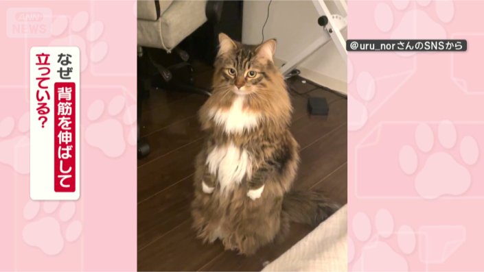なぜ背筋ピーンしてるの?