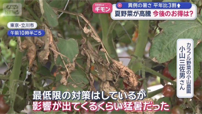 トマトの葉が枯れる