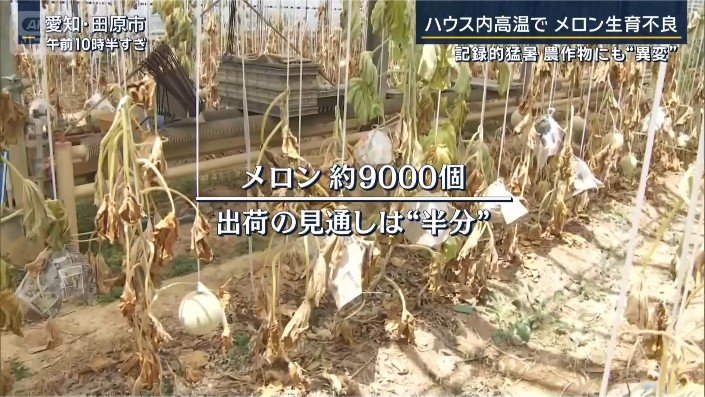 メロン