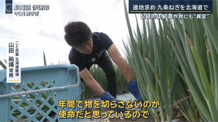 ネギ