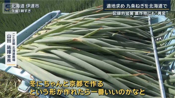 ネギ