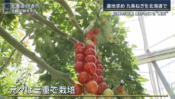 トマト