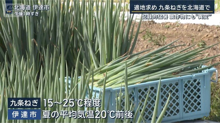 ネギ