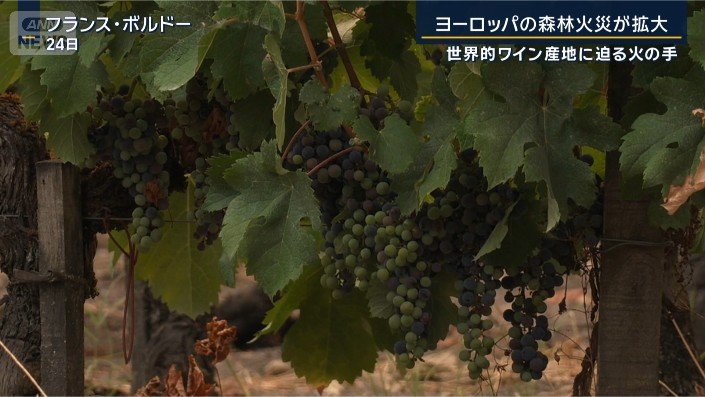 ボルドー
