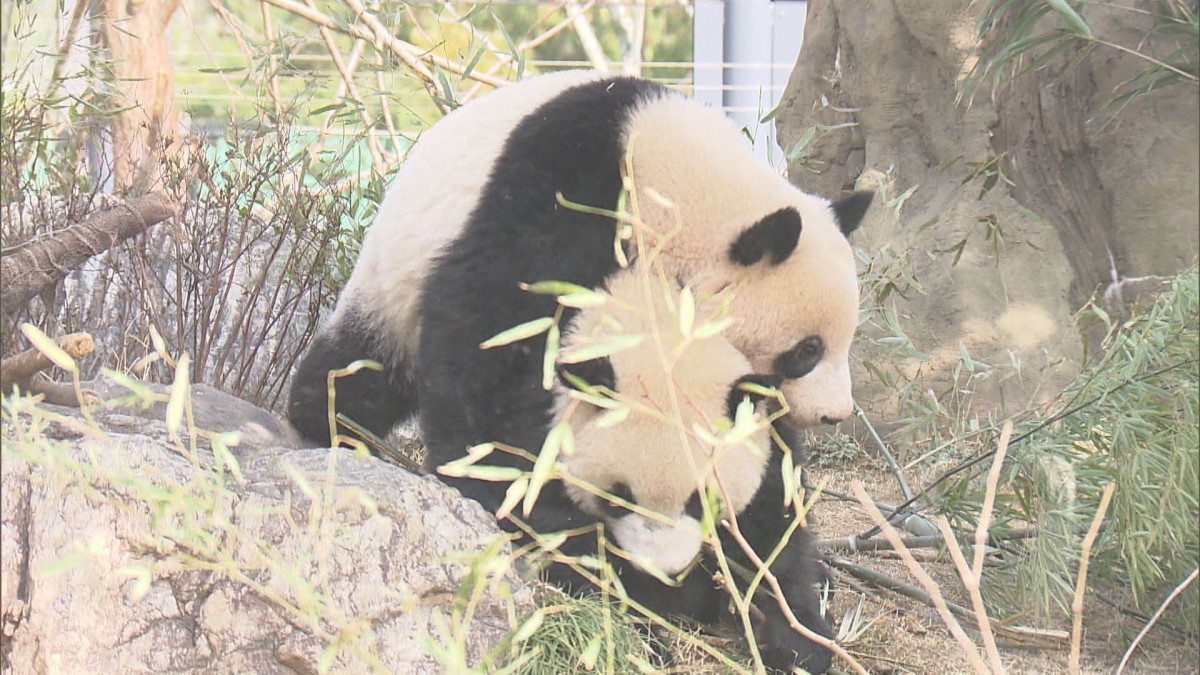 上野動物園パンダ舎解体へ　約50年間の歴史に終止符　再び日本にパンダ来る可能性は？