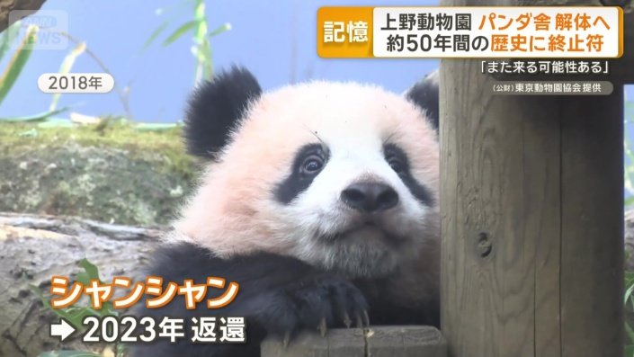 シャンシャン