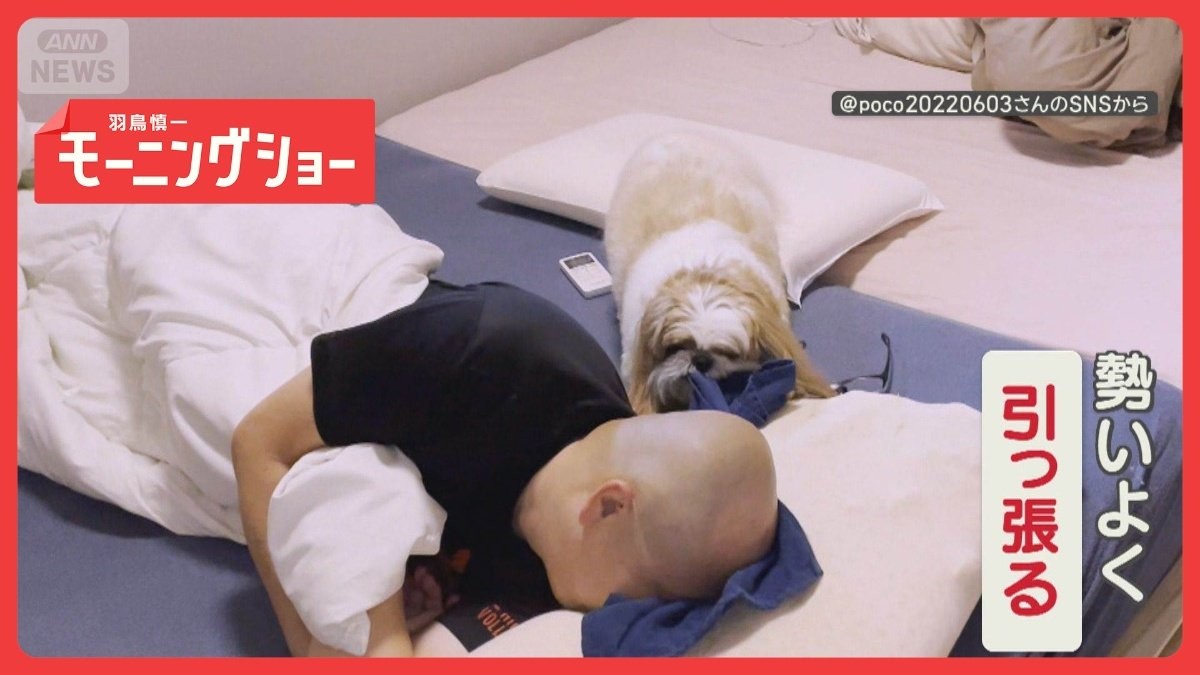 「邪魔するワン」タオルを引っ張り安眠妨害…カメラ目線でドヤ！　寝るの邪魔してる？