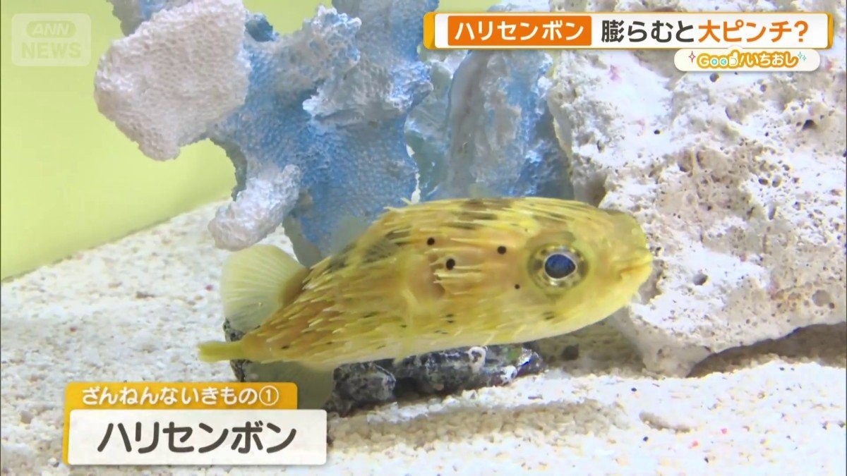 「ハリセンボンの針は1000本ない」　“ざんねん”すぎる生き物たちの意外な生態
