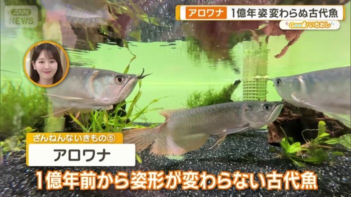 アロワナ